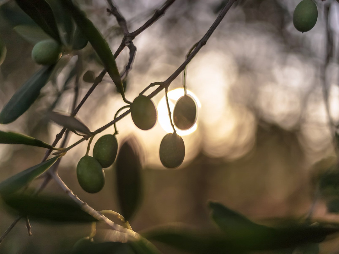 Cymon Taylor Photographer-圣奎里科多尔恰必去景点