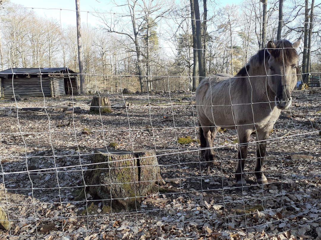 Wildpark Betzenberg景点图片