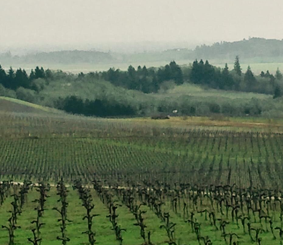 Bethel Heights Vineyard-塞勒姆必去景点