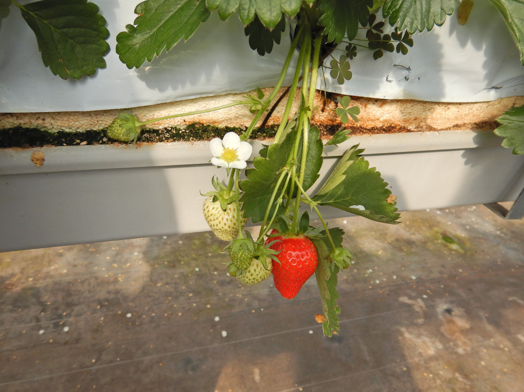 Fruit Farm Karatto-猪名川町必去景点