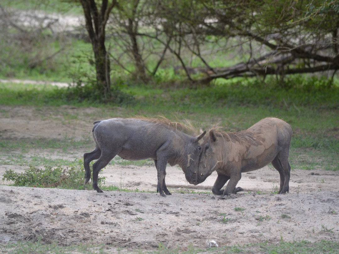 Wildness Safari  Tanzania-Dar es Salaam必去景点