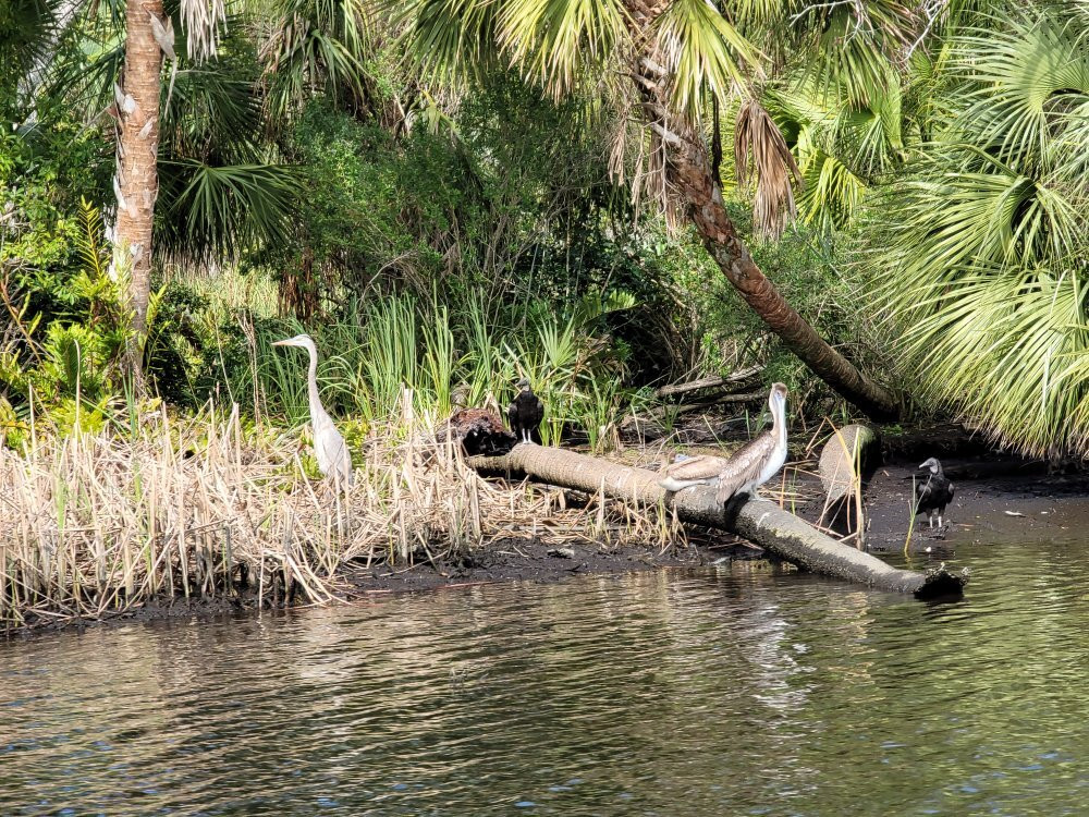 PT Airboat Adventures-Homosassa必去景点