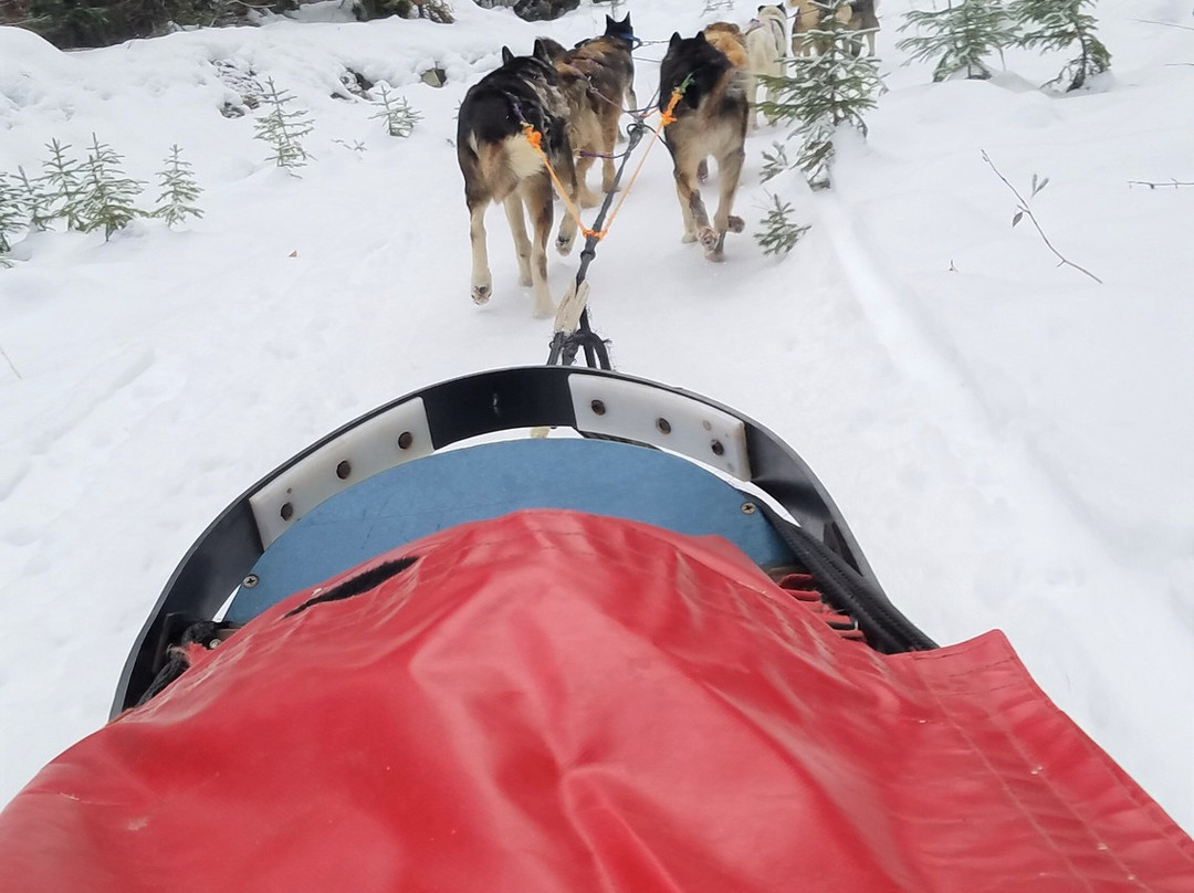 Dog Sled Adventures-Olney必去景点