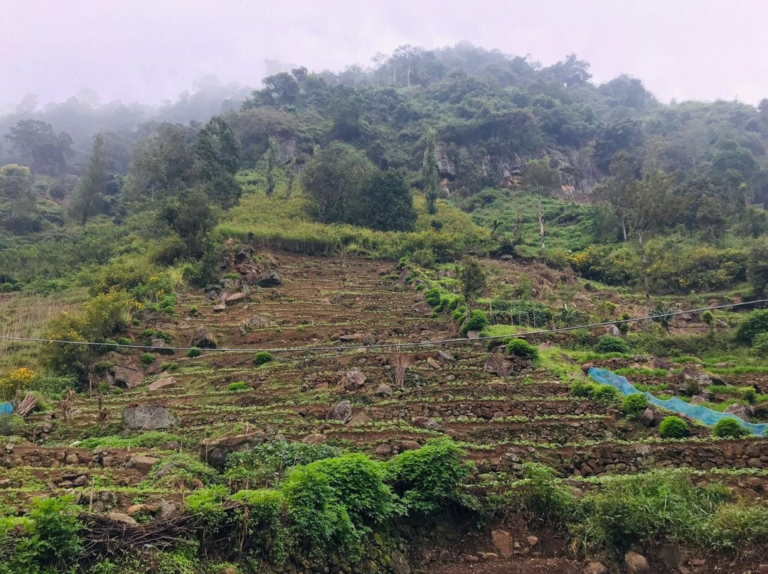 Surawi Arana