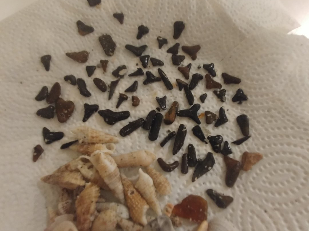 Blind Pass Beach-恩格尔伍德必去景点