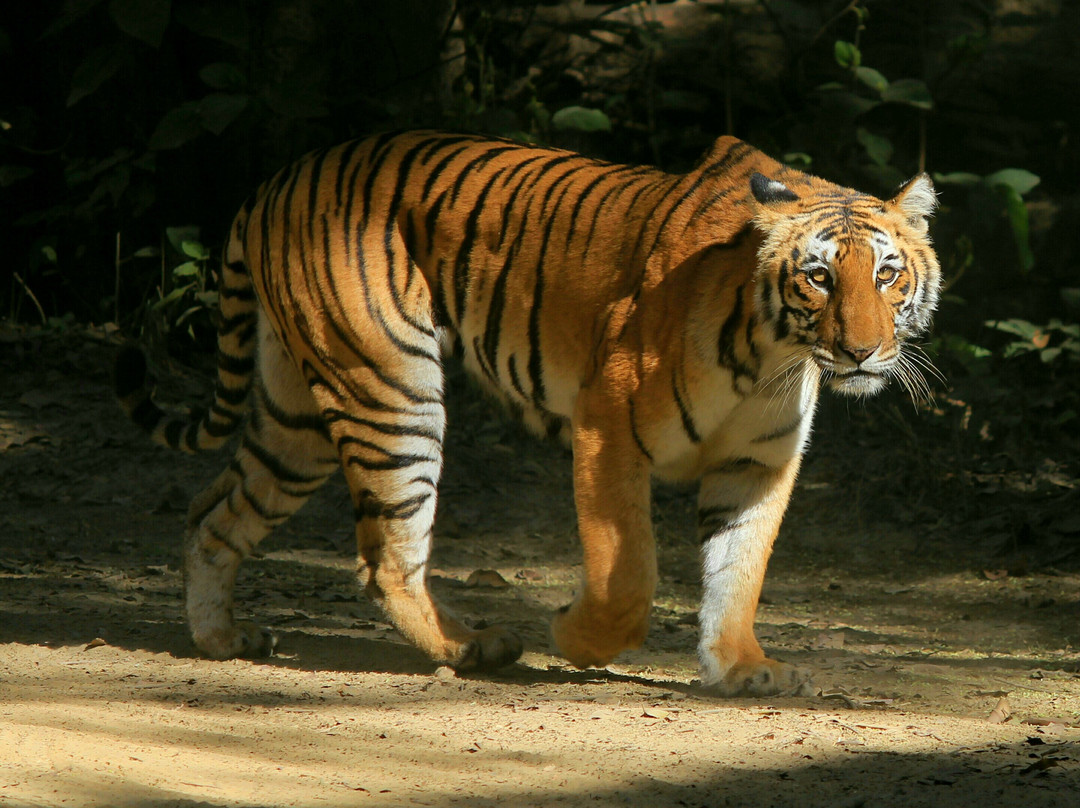 Corbett Jungle Safari景点图片