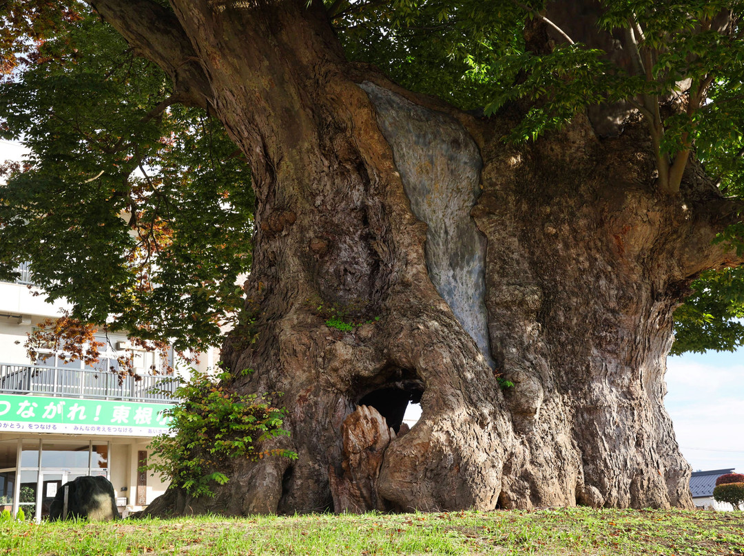 Big Zelkova of Higashine-东根市必去景点