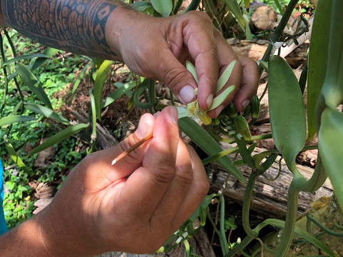 Hamana Cultural Tour-塔哈岛必去景点