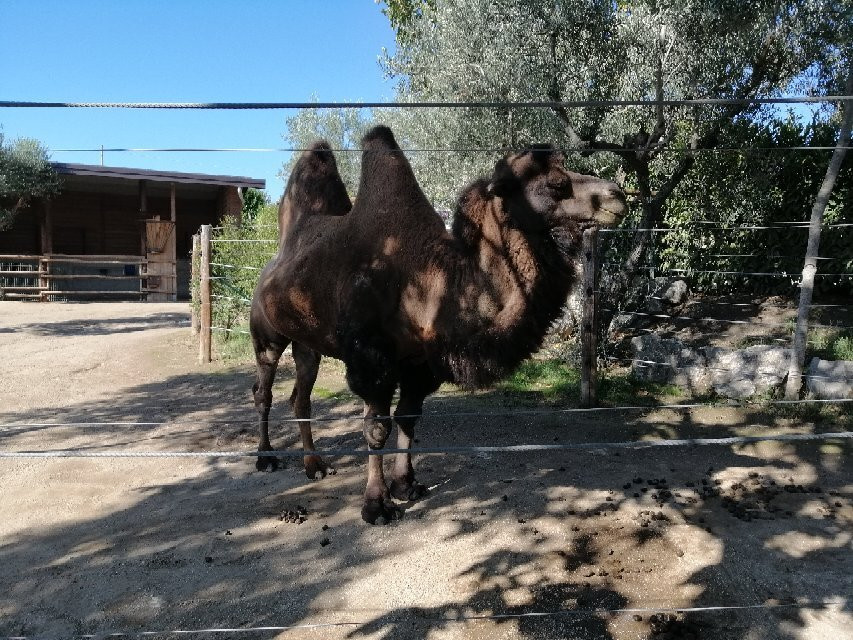 Zoo Delle Maitine景点图片
