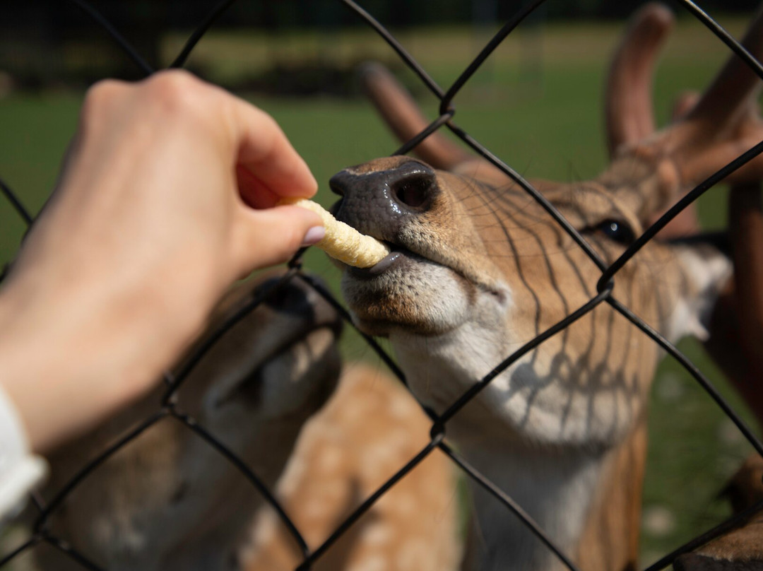 Lypcha Deer Farm-Khust必去景点