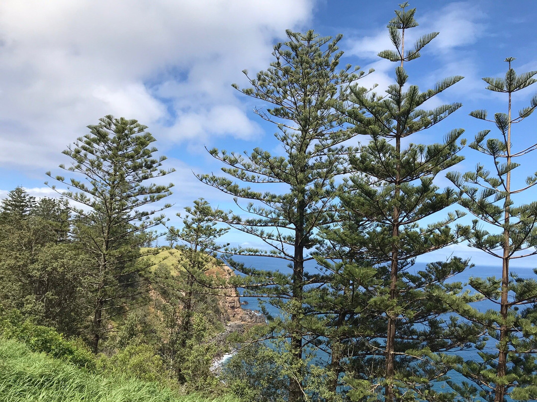 Pinetree Tours-诺福克岛必去景点