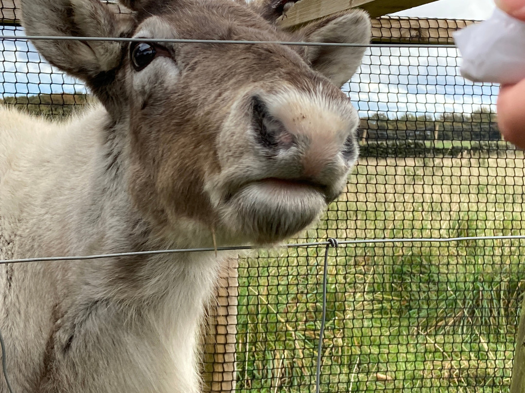 梅菲尔德羊驼馆-谢菲尔德必去景点