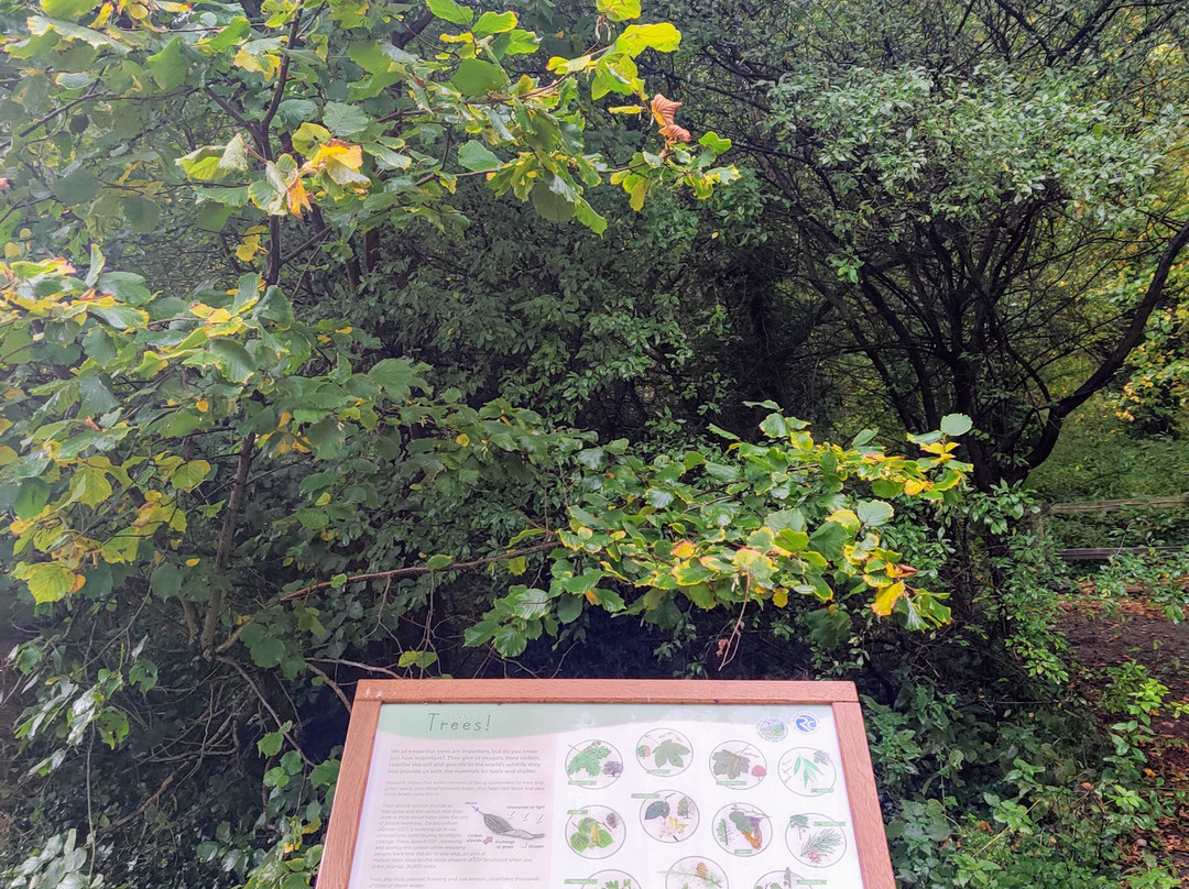 Guisborough Forest景点图片