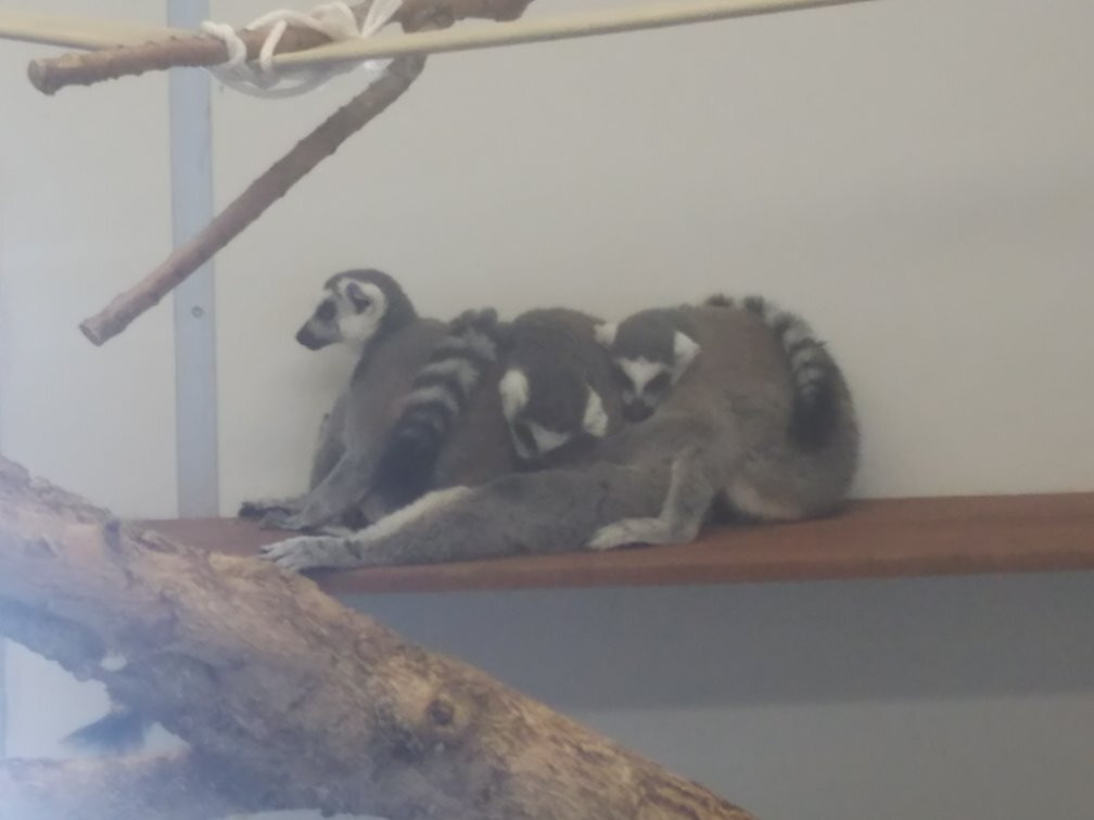 Dodge City Zoo景点图片
