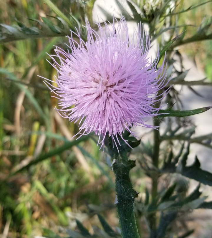 Watershed Nature Center-Edwardsville必去景点