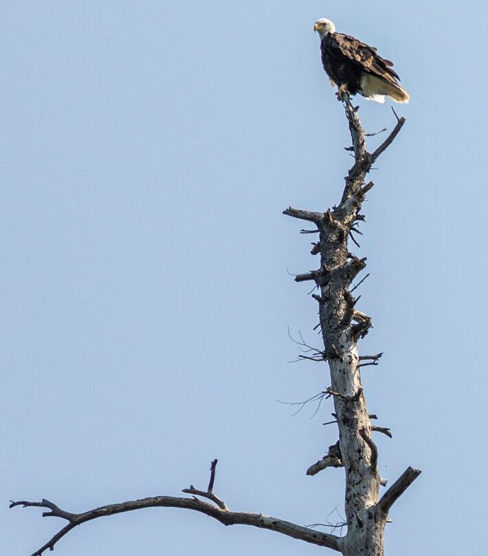 Seagull Canoe Outfitters-大马雷必去景点