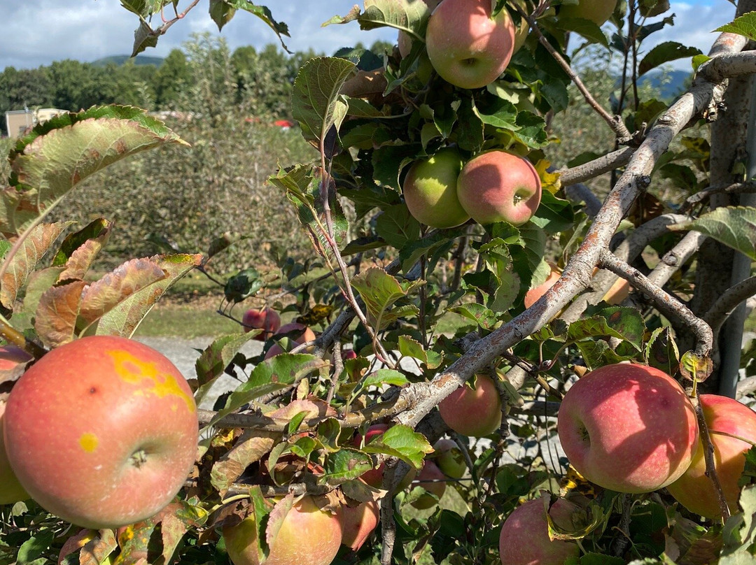 Justus Orchard景点图片