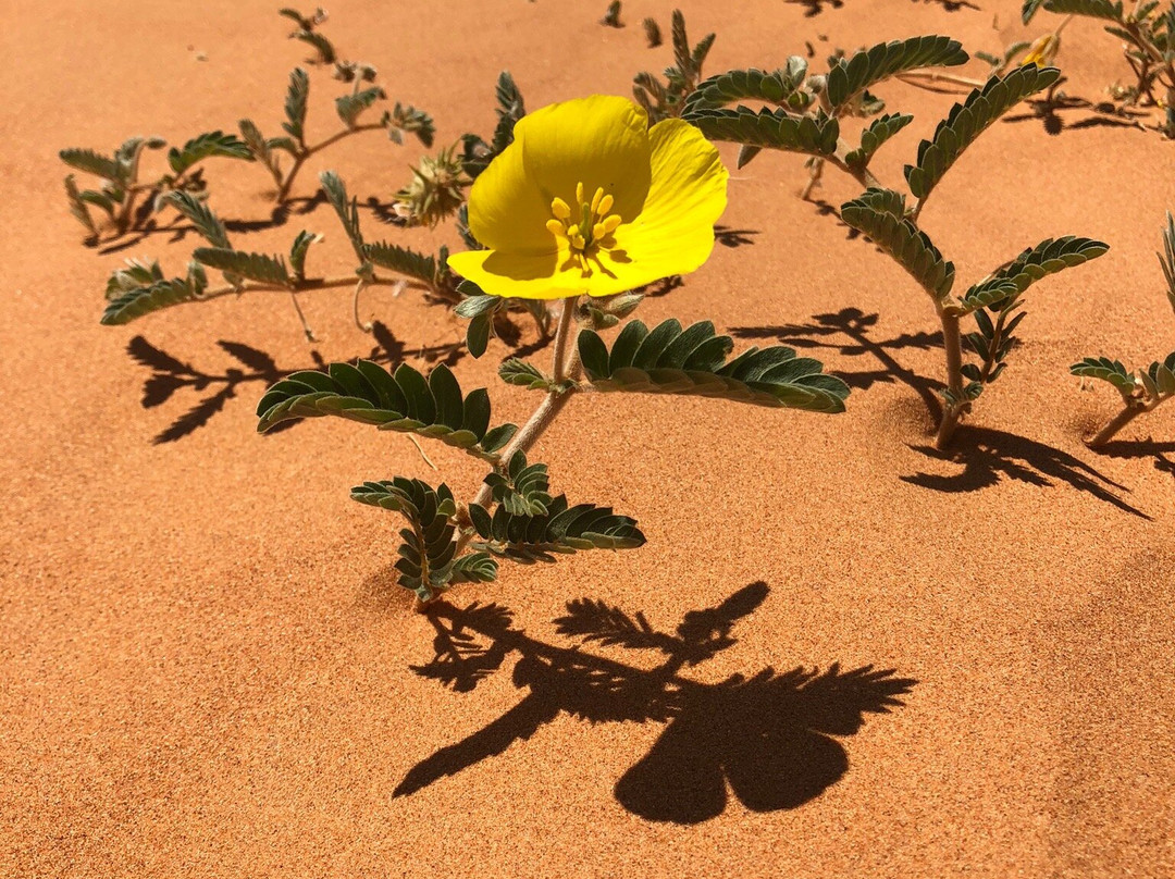 Big Red Sand Dune-Birdsville必去景点