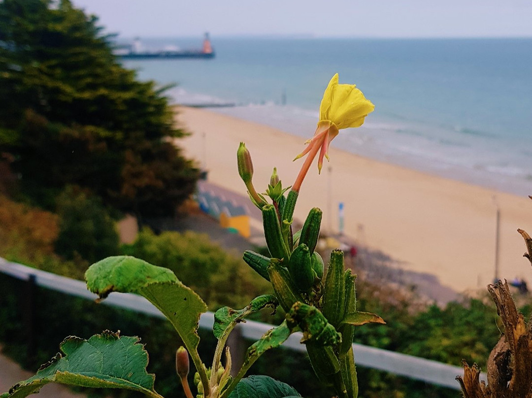 Alum Chine Beach-伯恩茅斯必去景点