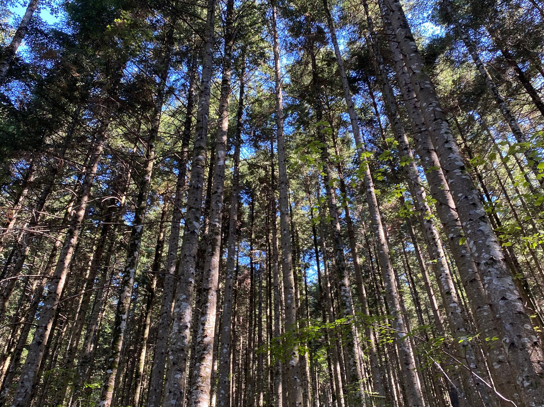 Arboreti di Vallombrosa景点图片