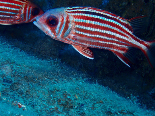 Divection Dalış Eğitim Merkezi-卡斯必去景点