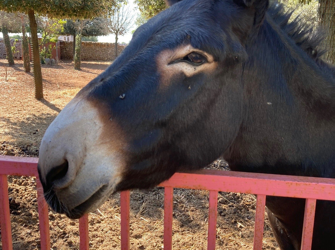 Agriturismo Masseria Gianca主图