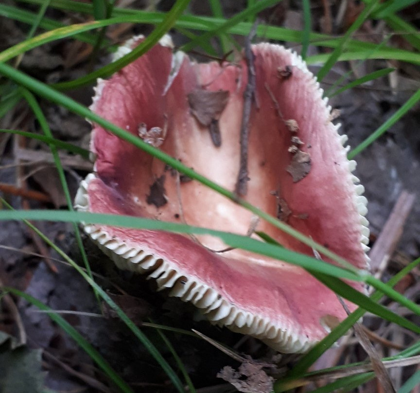 Alfred Hole Goose Sanctuary and Visitor Centre-Rennie必去景点