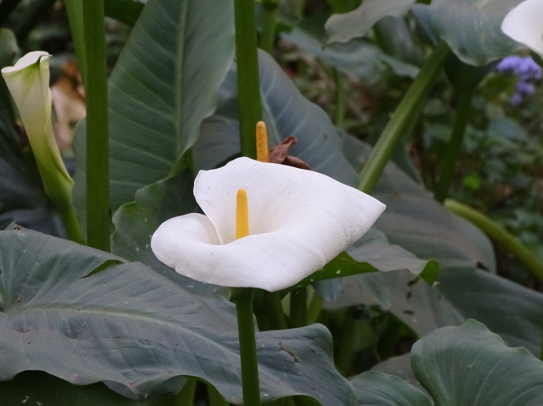 Wylie Park-彼得马里茨堡必去景点