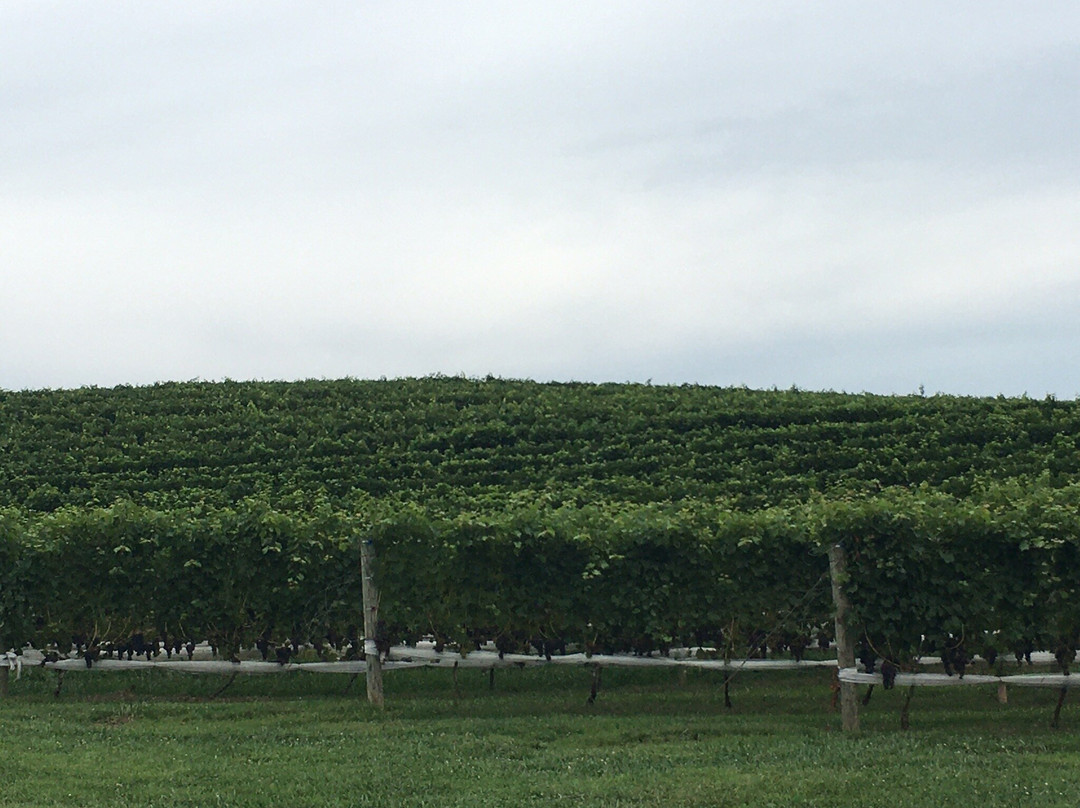 Linganore Winecellars景点图片