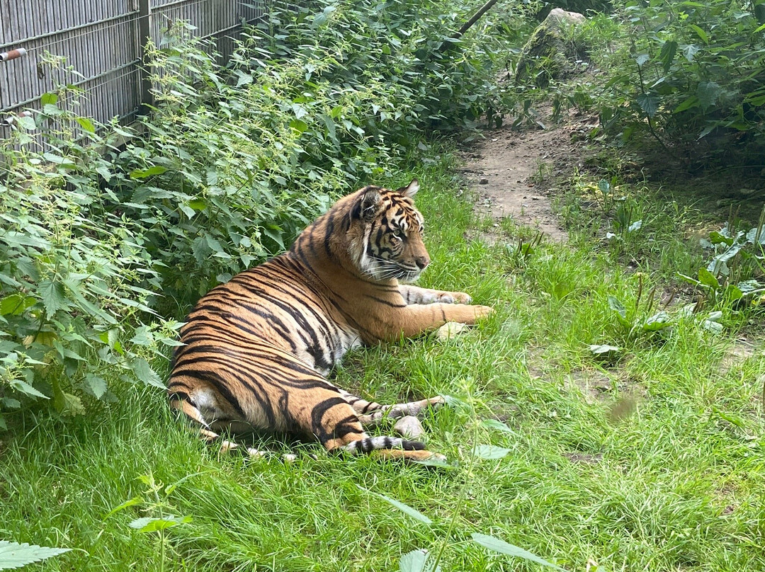 Ree Park Safari景点图片