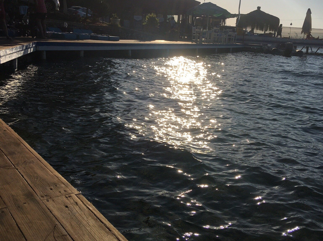 Bodrum Dolphin Park - Yunus Gösteri Merkezi景点图片
