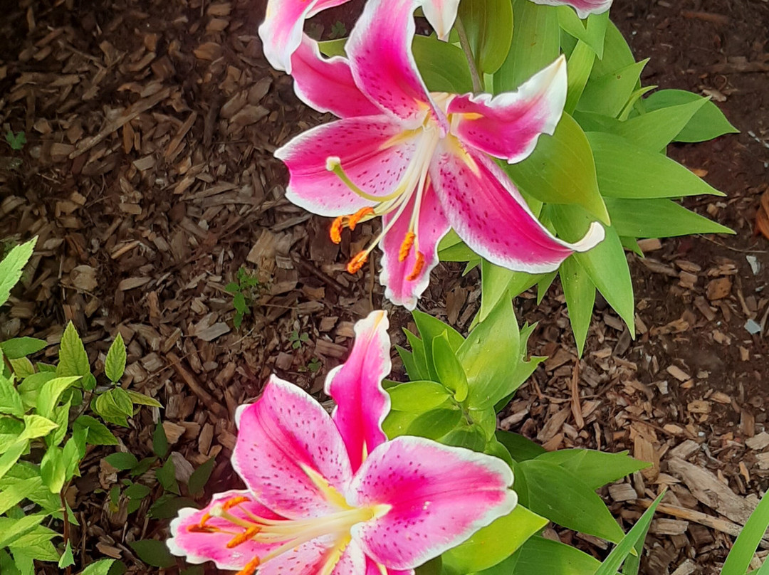 The Boston T B & B主图