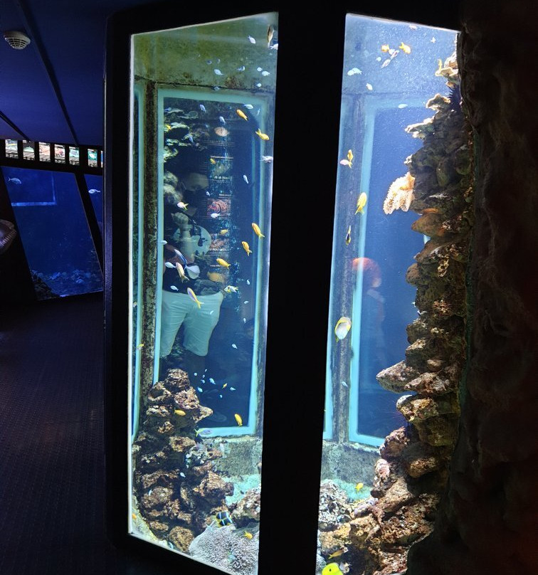 Aquarium de la Reunion景点图片