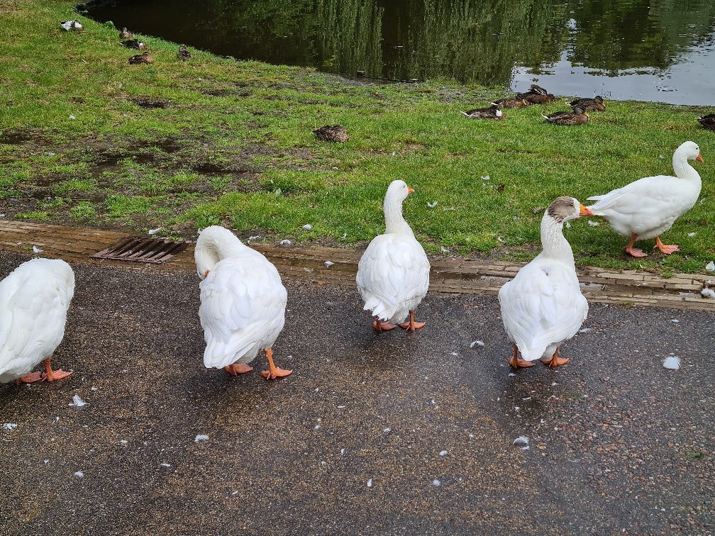 Noorderplantsoen Park-格罗宁根省必去景点