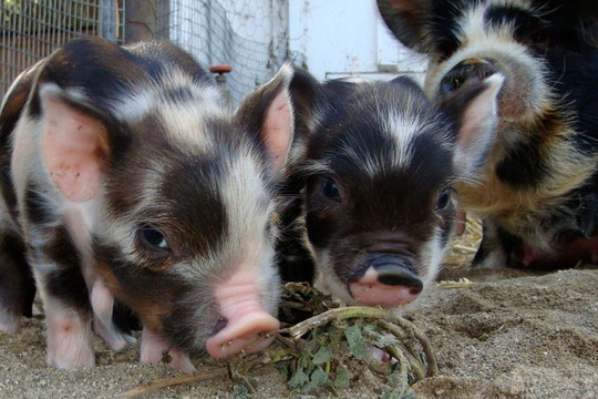 Folded Hills Farmstead-戈利塔必去景点
