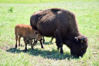 Maxwell Wildlife Refuge-Canton必去景点
