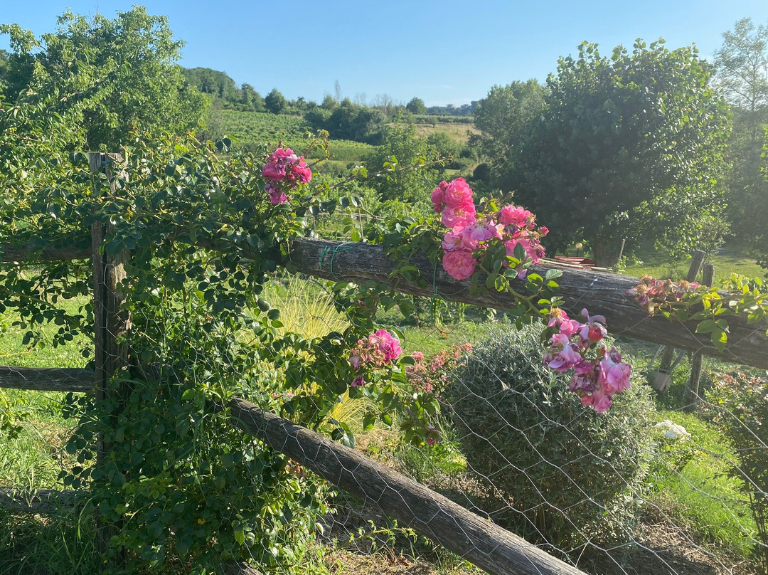Agriturismo Surya主图