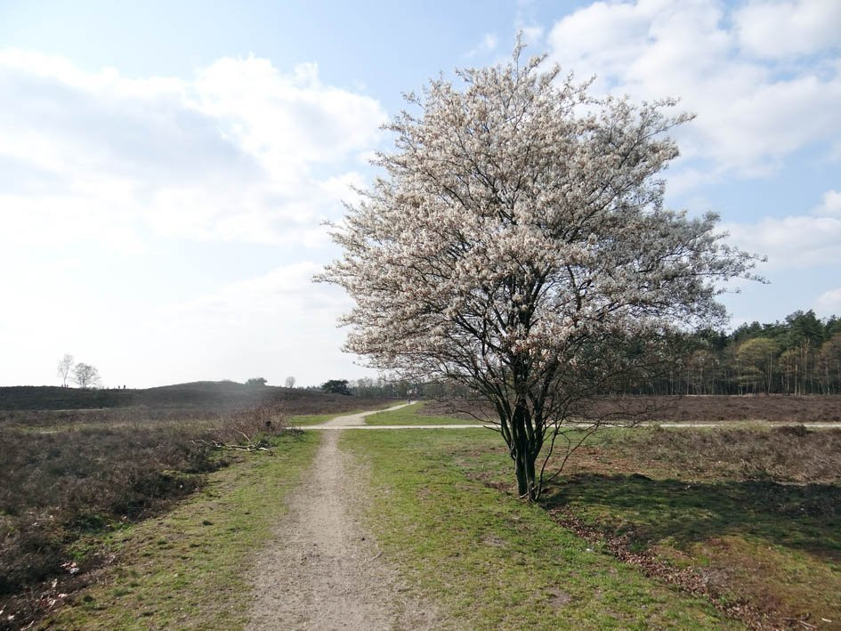 Renderklippen natuurgebied-Heerde必去景点