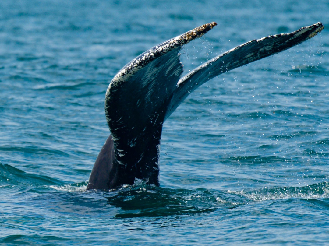 BlueWater Entertainment-查塔姆必去景点