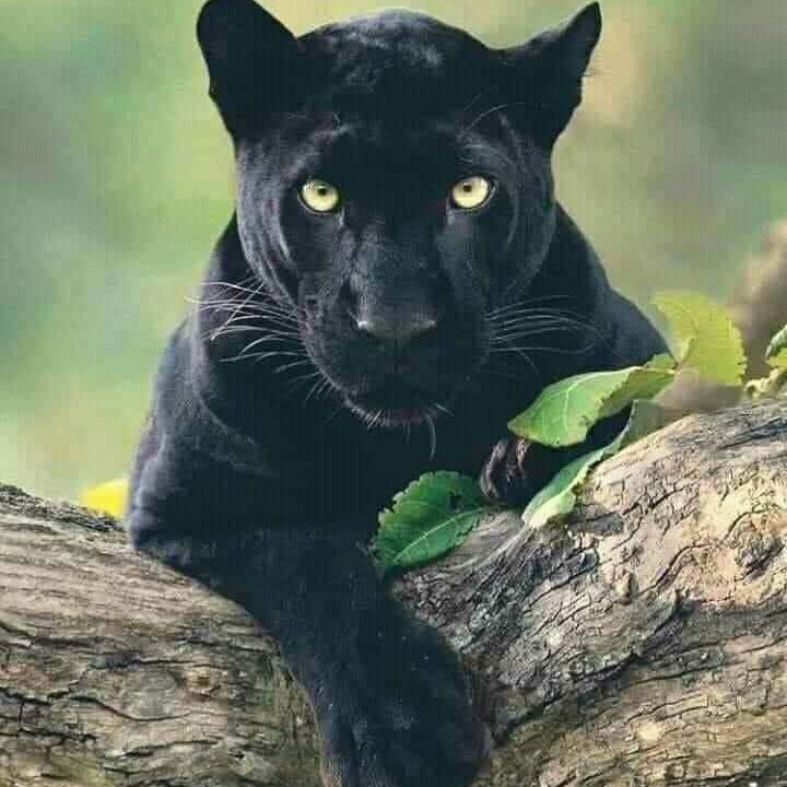 霍尔顿平原国家公园-Ohiya必去景点