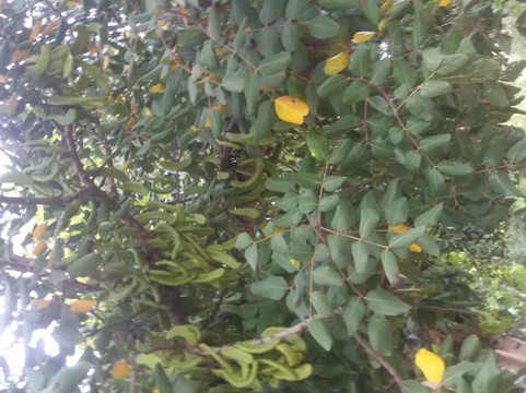 Tamar Linchevsky - Personalized tours-特拉维夫必去景点