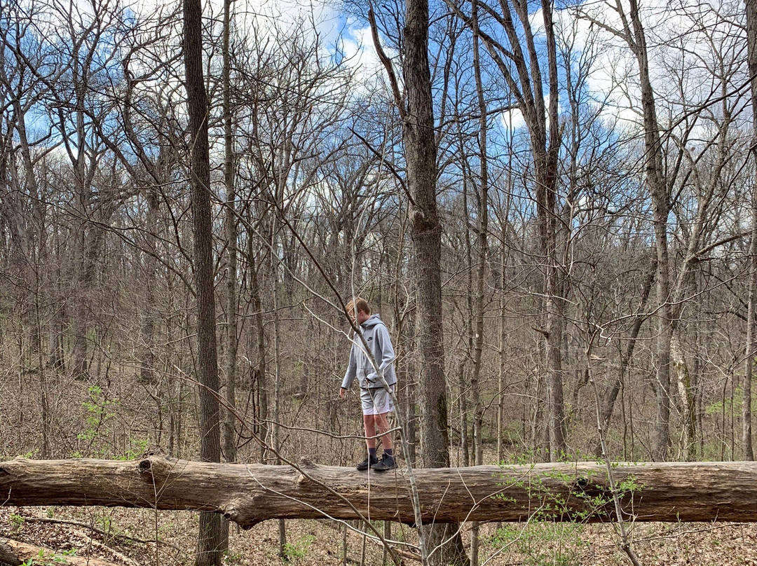 Dr. Edmund A. Babler Memorial State Park景点图片