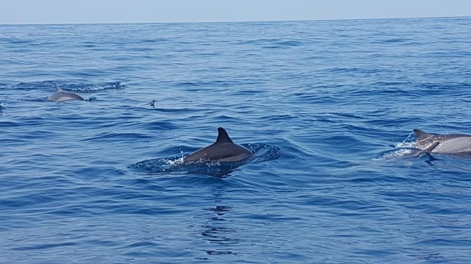 Hikkaduwa Taxi Service-希克杜沃必去景点