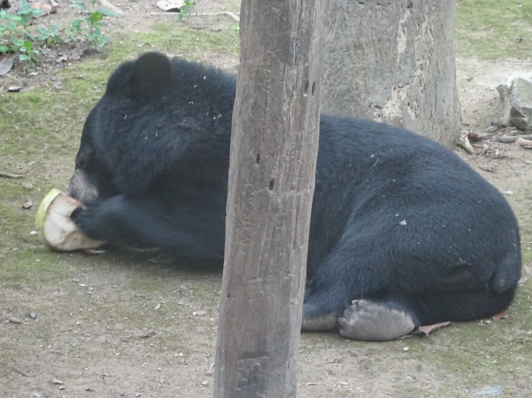 Free the Bears景点图片