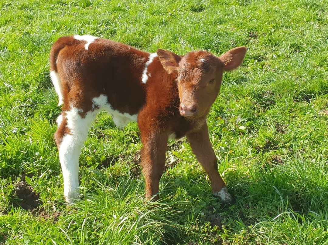 Meierskappel旅游攻略图片