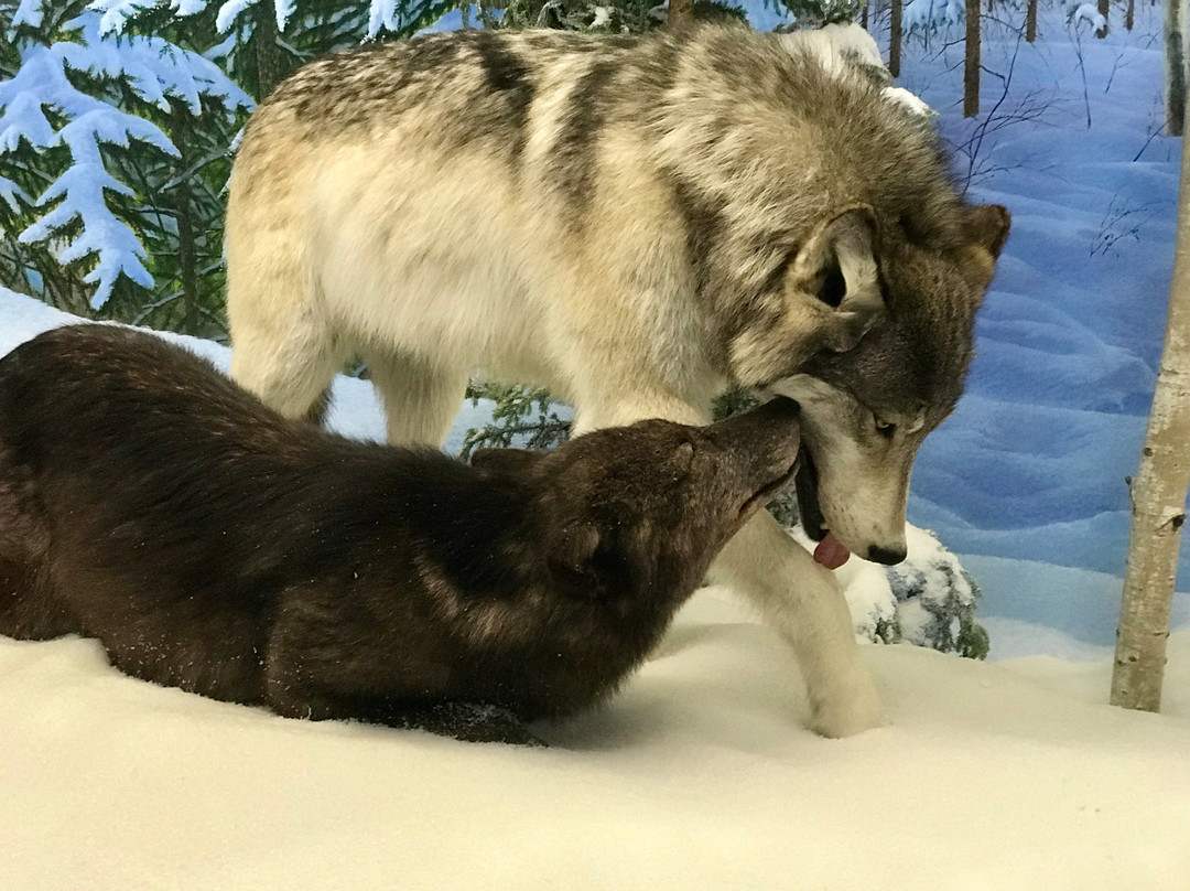 Royal Saskatchewan Museum-里贾纳必去景点