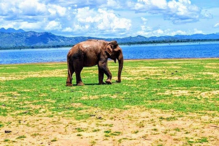 The Best Safari Experience in udawalawe景点图片