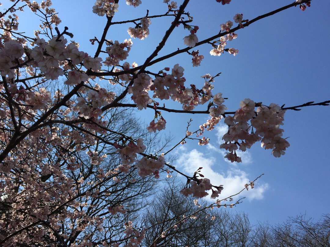 Sakura Castle Site Park景点图片