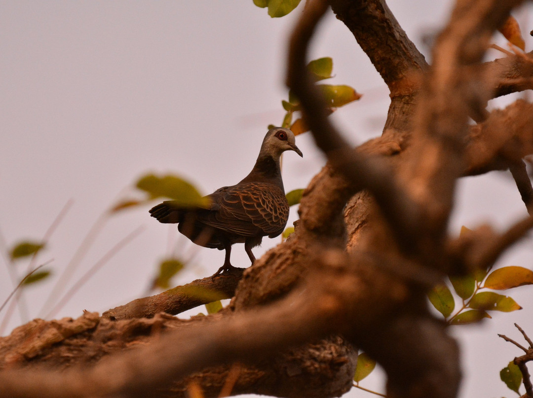 Gambia View Tours景点图片