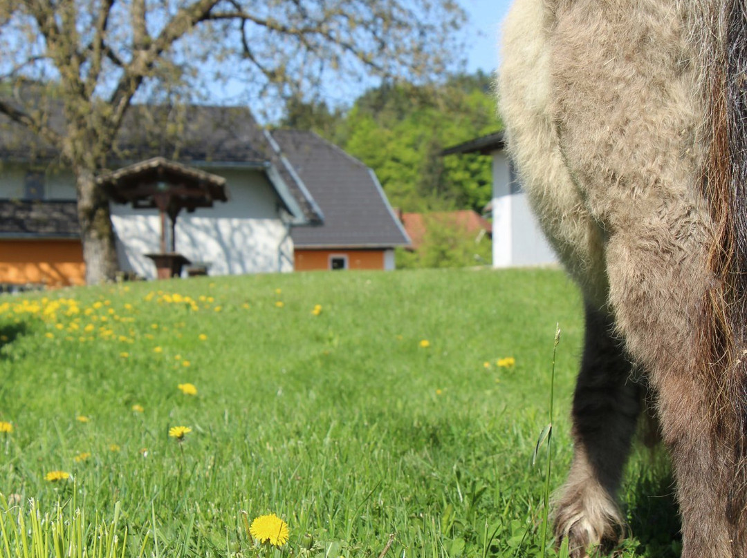 Fruhstuckspension Lach主图